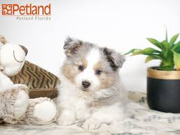 At sunshine puppies, all our babies come to you with all their vaccines up to date. Petland Florida Has Aussimo Puppies For Sale Check Out All Our Available Puppies Aussimo Petlandlargo Petland Petlandf Puppy Friends Puppies Dog Lovers