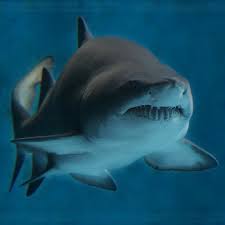 Sand Tiger Shark A Species Of Shark That Inhabits Coastal Waters Worldwide It Lives Close To The Shorelines And Sandy Animals Animals Beautiful Sea Animals