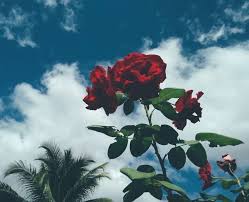 Pin By D For Dearest On Flowers Red Roses Wallpaper Flower Aesthetic Red Rose Tumblr