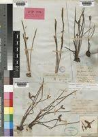 Image result for Aponogeton junceus