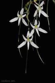 Image result for Mystacidium venosum