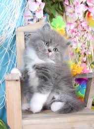 Black And White Persian Cat With Blue Eyes Blue And White Bicolor Persian Kittens Also Called Gray And White Persians Doll Face Persian Kittens Teacup Persian Kittens Persian Kittens White Persian Kittens