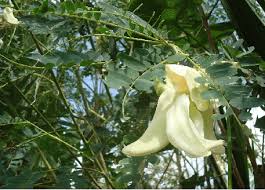 Image result for Sesbania grandiflora