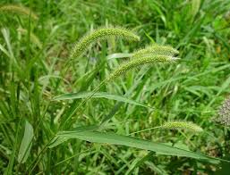 Image result for Setaria atrata