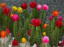 Real flowers also grow from a stem that protrudes out of the cactus, often from the side rather than the top center of the plant. When Do Cactus Flowers Bloom Hunker Blooming Cactus Cactus Flower Cactus Flowers