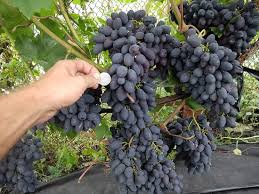 Maybe you would like to learn more about one of these? Jual Bibit Anggur Import Black Panther Almiragrape Com