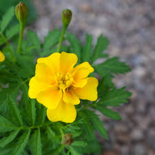 Image result for tagetes)