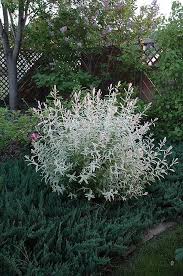Tricolor Willow Salix Integra Hakuro Nishiki Dappled Willow Salix Landscape Nursery