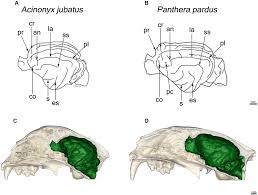 This procedure is commonly recommended for cats, especially those who are at a healthy weight. Big Cat Coalitions A Comparative Analysis Of Regional Brain Volumes In Felidae Abstract Europe Pmc