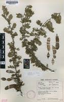 Image result for Acacia luederitzii