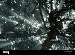 Image result for Gilbertiodendron