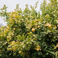There were flowers and 1 calamondin fruit already on it. 16 Common Citrus Fruit Trees
