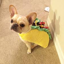 Adorable Pets In Funny Taco Suits From Petco Lazy Penguins Cute Animals Petco Pets