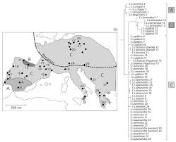 Genes Free Full Text Patterns Mechanisms And Genetics