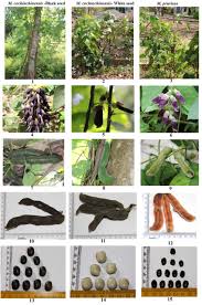 Image result for Mucuna