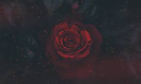 Rose wallpapers i hd rose wallpapers i bet rose wallpapers i download free. Hd Wallpaper Red Rose Wallpaper Nature Digital Art Artwork Red Flowers Wallpaper Flare