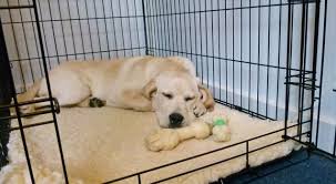 Watch your dog fall asleep before your eyes when he listens to this music! 9 Effective Ways To Get A Dog To Sleep Paw Castle