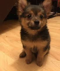 Please note that since this is a cross between a chihuahua and a pomeranian there could be some variances in the coat of the dog. Pomeranian Chihuahua Mix For Sale Dogs Breeds And Everything About Our Best Friends