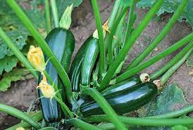 On the top of the hill, in a circle, plant four or five zucchini seeds. How To Grow Zucchini From Seed To Harvest Zucchini Plants Growing Zucchini Growing Vegetables