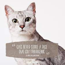 50 Cat Quotes That Only Feline Lovers Would Understand Kitten Quotes Cat Quotes Cats