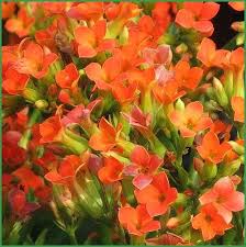 Orange Kalanchoe Sedum Plant Sale Planting Succulents