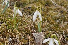 Image result for ghiocel