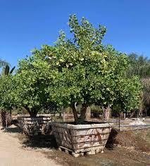 Image result for Erythrina × coddii