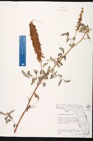 Image result for Indigofera hirsuta