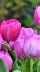 Pink Tulips Fresh Bloom Beautiful 720x1280 Wallpaper Tulip Flower Pictures Pretty Flowers Wonderful Flowers