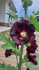 Image result for Alcea rosea