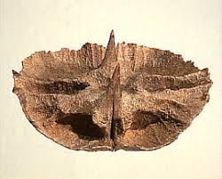 Image result for Dicerocaryum senecioides