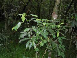 Image result for Vepris