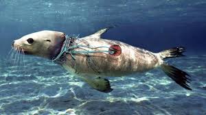 Pin By Valentina Petrova On Save Our Oceans In 2020 Ocean Pollution Save Our Oceans Pollution