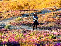 Among other things, people come to see the anza borrego flowers. Yes You Still Have Time To See The Super Bloom If You Know Where To Go Los Angeles Times