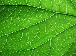 In what plant cell structure is water stored. Plant Cell Structure Read Biology Ck 12 Foundation