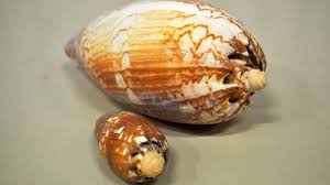 Check spelling or type a new query. Aquatic Zoology S Research Western Australian Museum