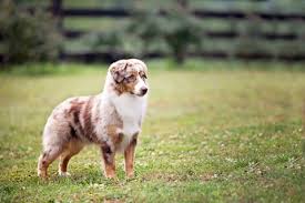 Dogs and puppies for sale in georgia. Tanasi Bluff Australian Shepherds Miniature American Shepherds Posts Facebook