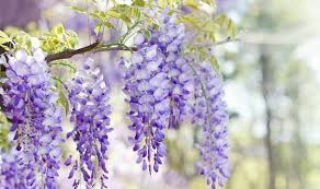 Make sure to redeem these codes while they still working. When To Plant Wonderful Wisteria The Top Expert Tips To Make Your Home Instagram Worthy Express Co Uk