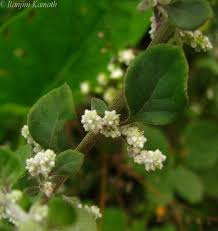 Image result for Nothosaerva brachiata