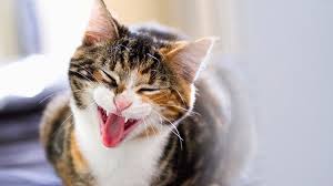 A teeth cleaning is one of the easiest ways to help keep your cat healthy—if you go about it the right way. Looking After Your Cat S Teeth Cat Advice Companion Care