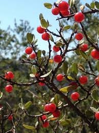 Image result for Rhamnus staddo