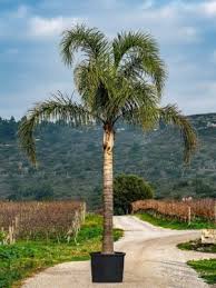 Image result for Syagrus romanzoffiana