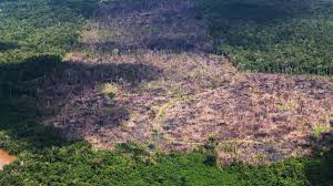 Er ist der größte zusammenhängende tropenwald der erde und wichtig für das weltklima. Der Amazonas Regenwald Aktuelle Informationen Zum Regenwald Zdfheute