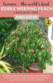 The patio peach great for small gardens and can be planted, or remain in a container on your deck. Dobies Patio Fruit Trees Small But Incredibly Rewarding Milled