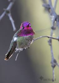 Birds Of Southern Arizona Show Off Male Anna S Hummingbird C R C Clark Dancing Snake Nature Photography All Rights Reserved Tu Nature Photography Beautiful Birds Annas Hummingbird