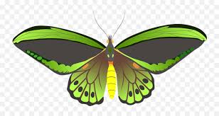 Clipart panda has 170+ free butterfly clip art images that feature butterflies of all different colors. Butterfly Clipart Free Download Transparent Png Creazilla Butterflies Free Transparent Png Images Pngaaa Com
