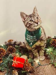 Oh Christmas Tree Cat Bandana Christmas Cat Mom Gifts