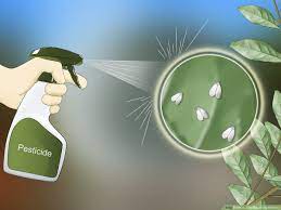 What you need to know about spider mites and whiteflies. How To Get Rid Of The Whitefly 14 Steps With Pictures Wikihow