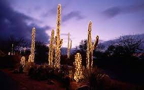 Independent art hand stretched around super sturdy wood frames. Saguaro Cacti Christmas Lights Sonoran Desert Tucson Arizona Decorating With Christmas Lights Christmas Cactus Christmas Lights