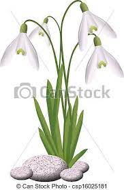 Vector Of Snowdrop Csp16025181 Search Clip Art Illustration Drawings And Clipart Eps Vector Graphics Images Flower Art Illustration Art